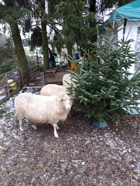Flöckchen